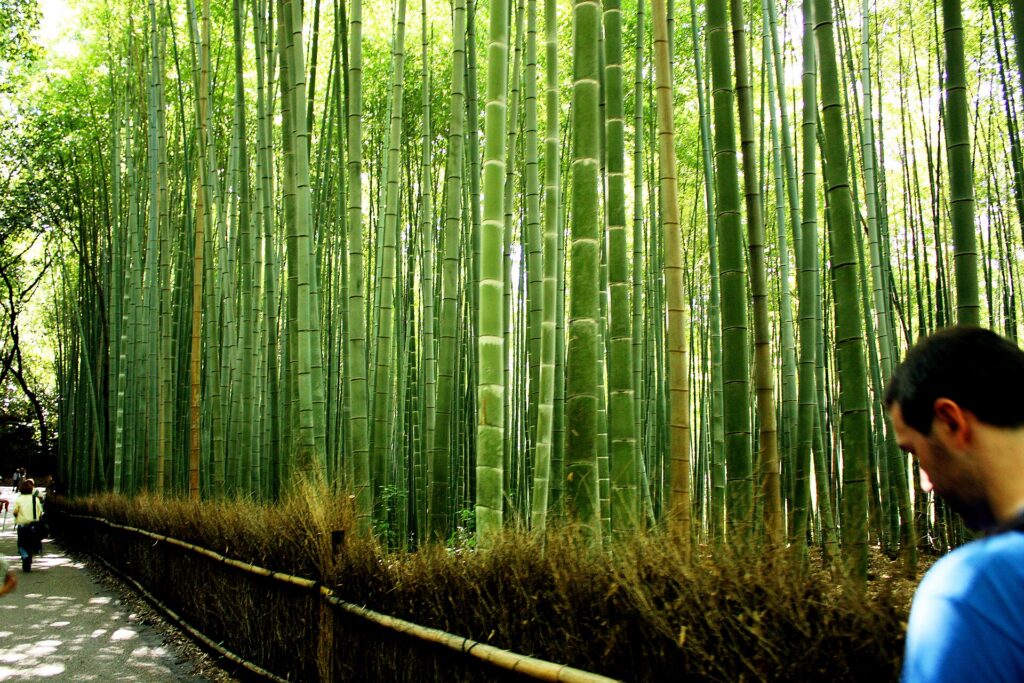 Tall bamboo stalks lining a path in the Arashiyama bamboo grove in Kyoto