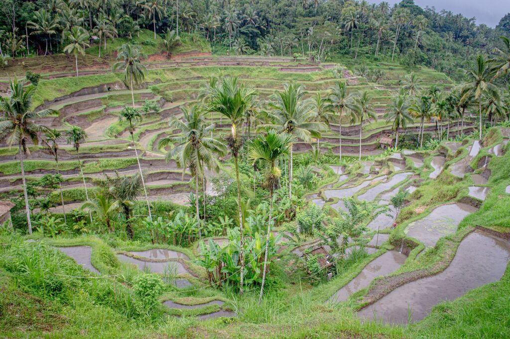 Green rice terraces stepping down a valley at Tegallalang near Ubud, Bali