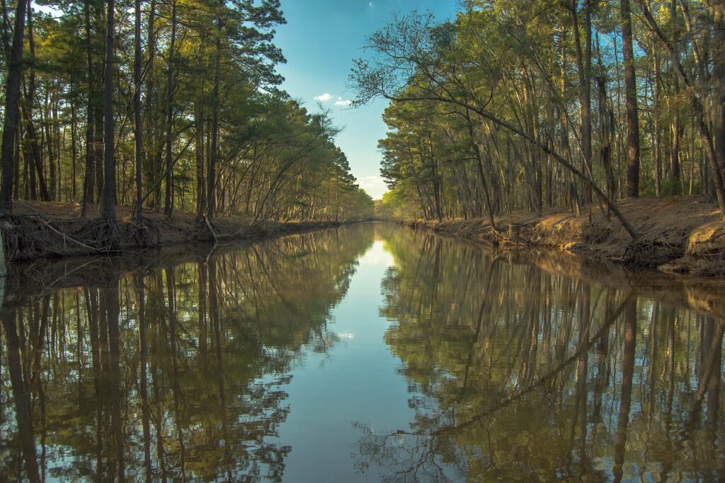 Bald cypress trees rising from the calm water of Caddo Lake in East Texas