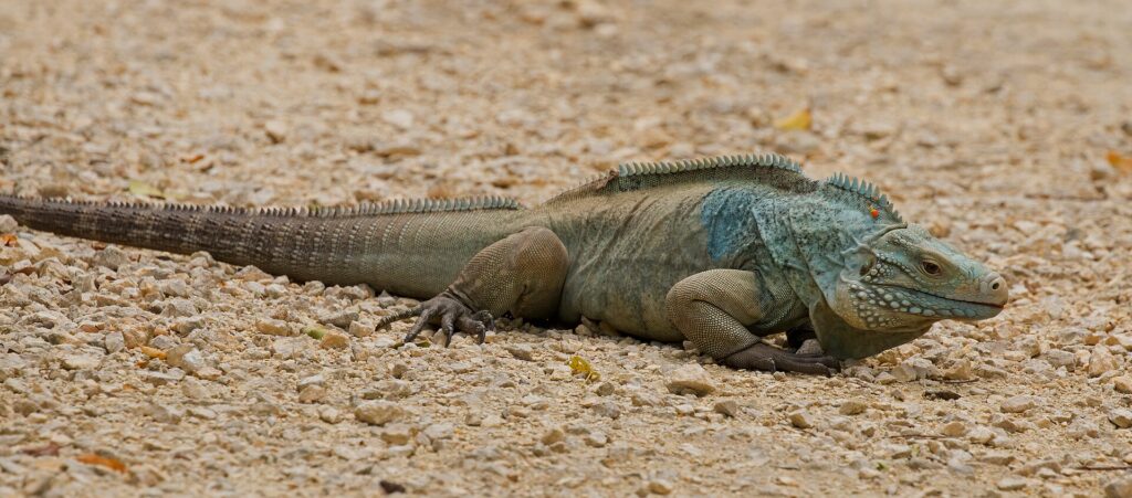 An endangered Grand Cayman blue iguana resting on rocks