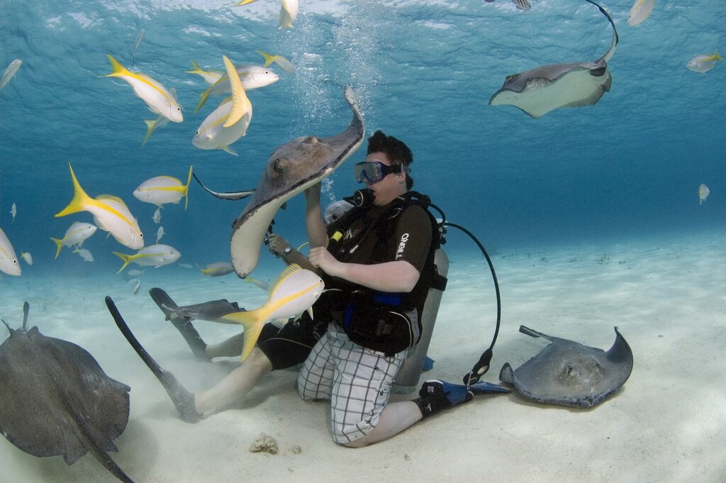 Snorkelers standing in shallow water with southern stingrays at Stingray City, Grand Cayman