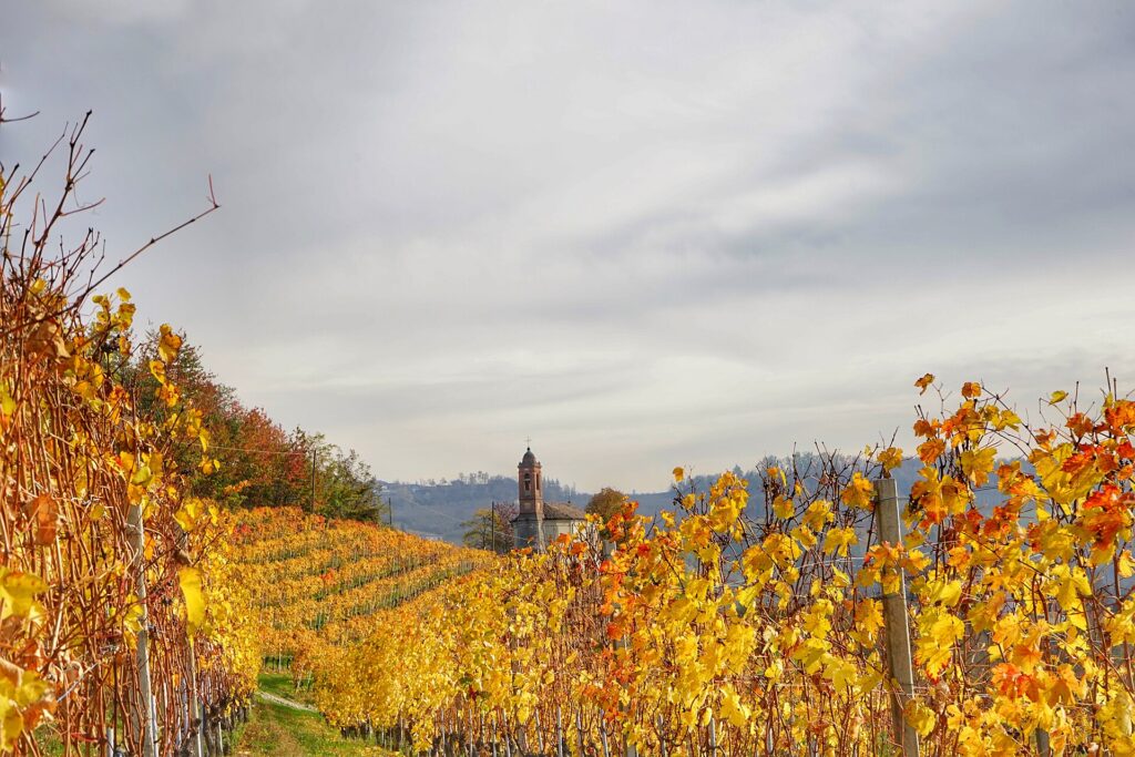 Autumn-colored vineyards on the hills of the Langhe in Piedmont, Italy