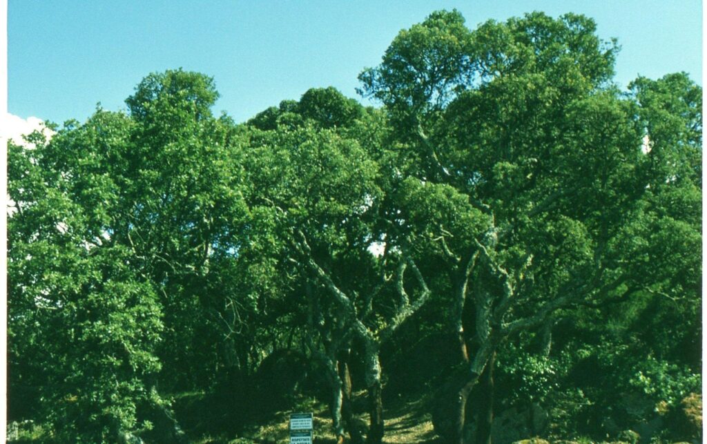 Cork oak trees with bark harvested from their lower trunks
