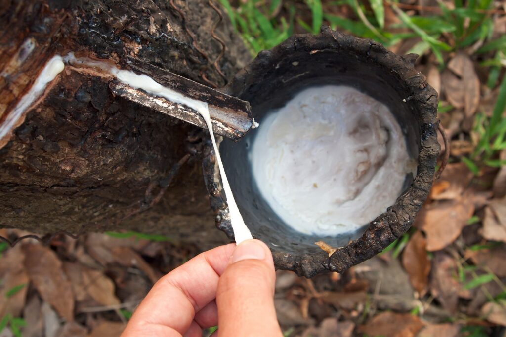Latex being collected from a tapped rubber tree