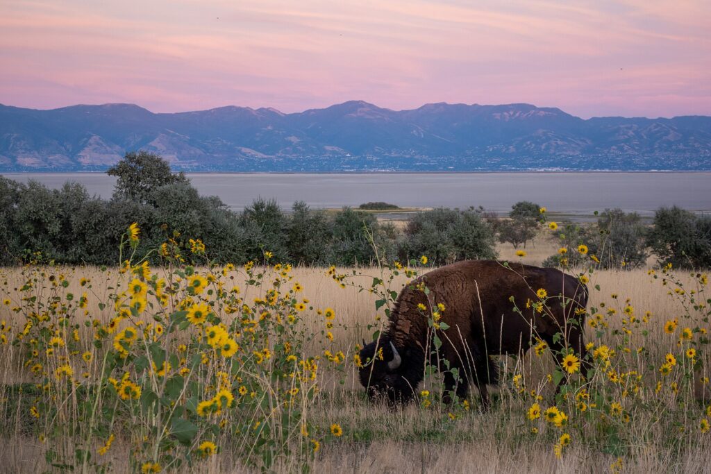 The shoreline of Antelope Island in the Great Salt Lake