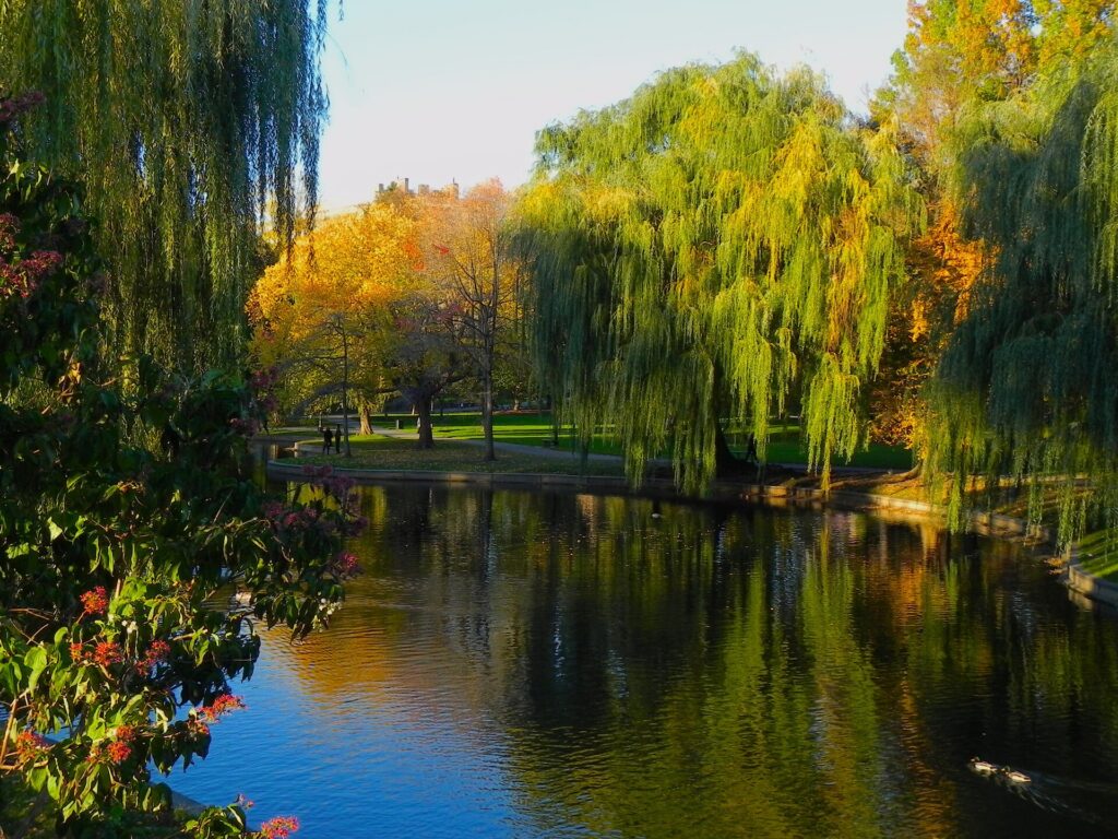 Fall color in the Boston Public Garden