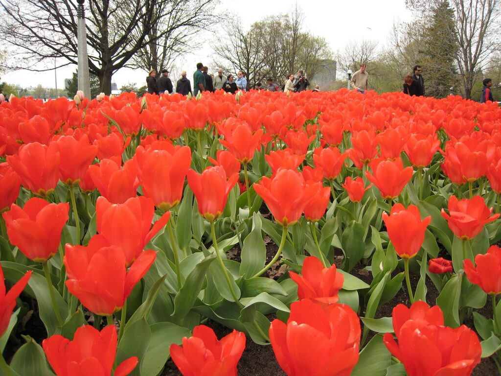 Red tulips at Commissioners Park during the Canadian Tulip Festival in Ottawa