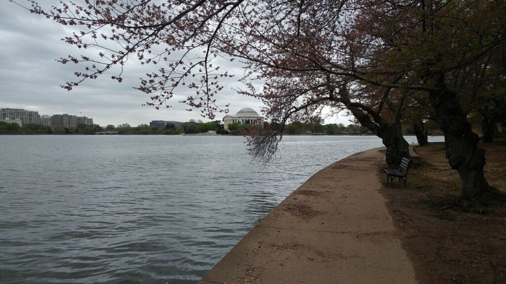 Cherry blossoms around the Tidal Basin with the Jefferson Memorial behind