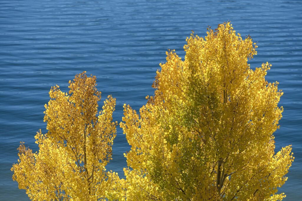 Quaking aspens turning gold in autumn in Dillon, Colorado