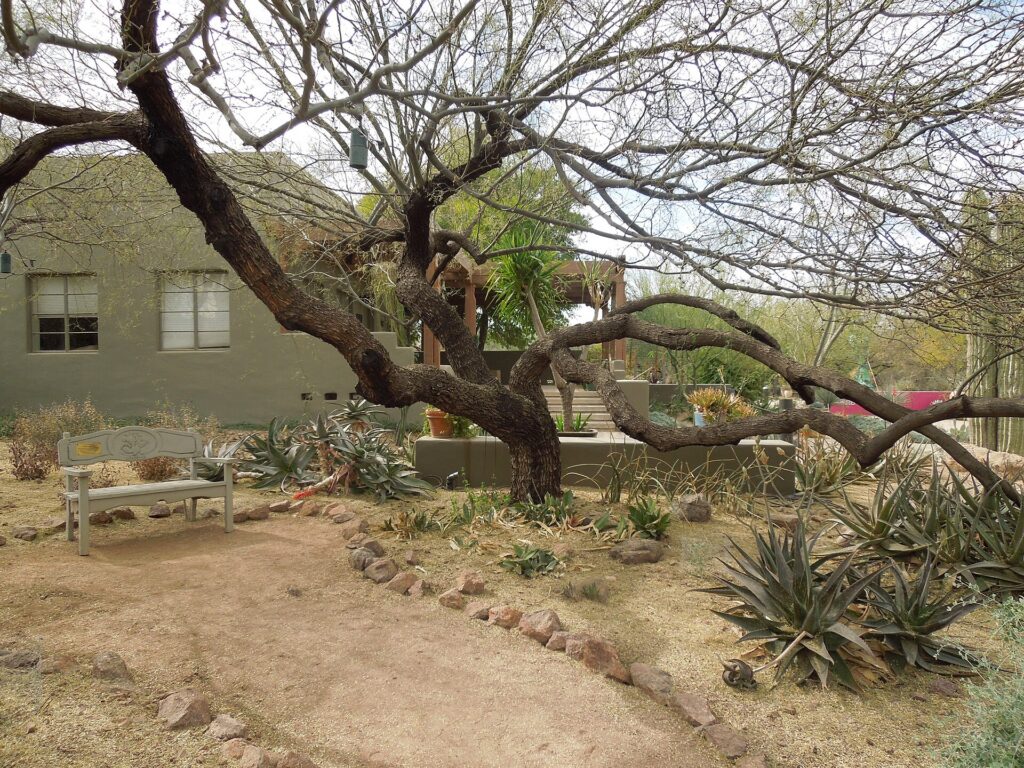 Saguaros and cactus gardens at the Desert Botanical Garden in Papago Park