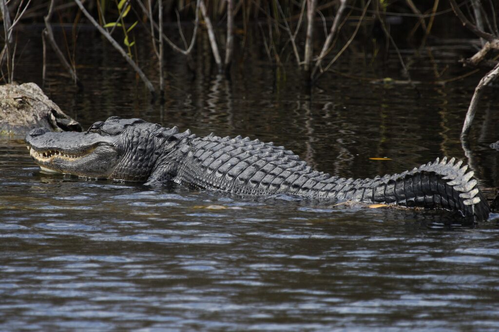 Sawgrass and wetlands in Everglades National Park west of Miami