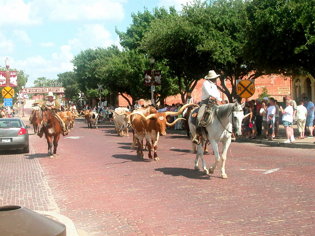 Texas longhorns on the twice-daily cattle drive in the Fort Worth Stockyards