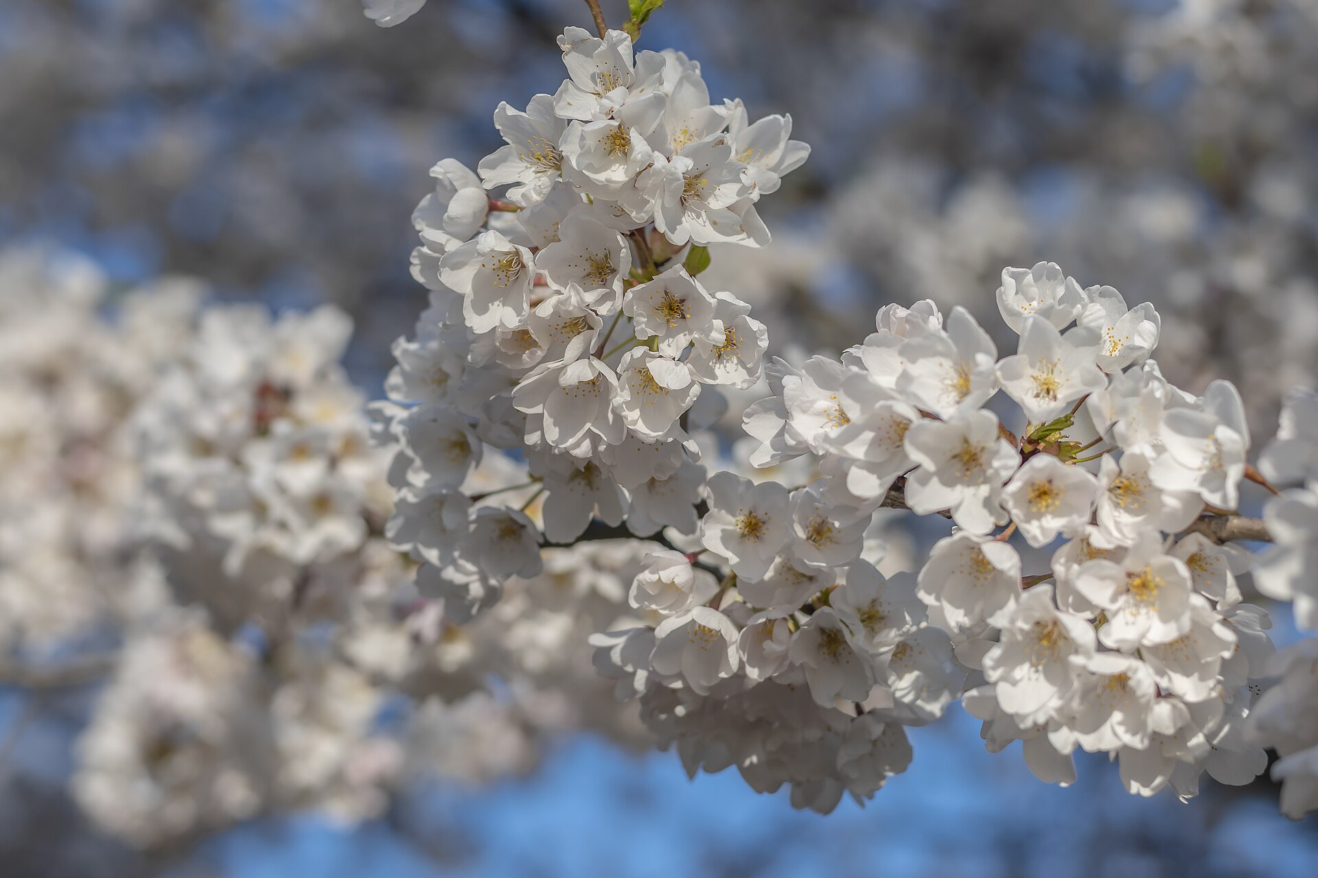 Cherry blossoms in full bloom at High Park, Toronto, in spring