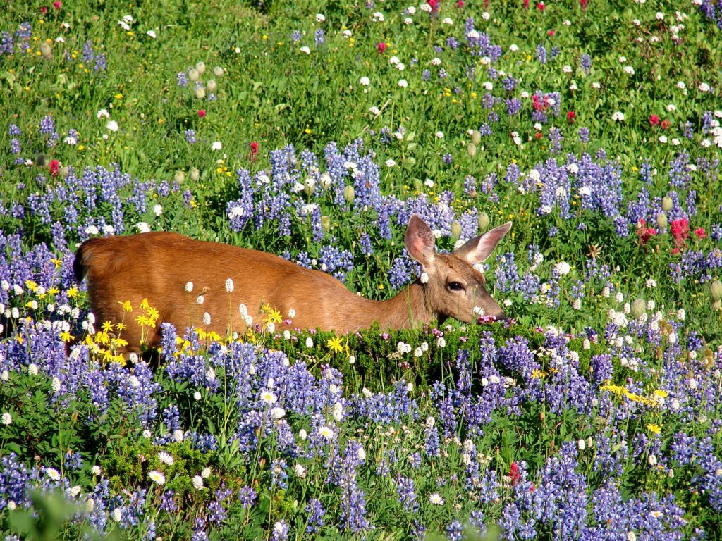 Mount Rainier above the wildflower meadows at Paradise