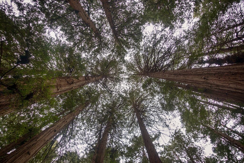 Old-growth coast redwoods in Muir Woods National Monument