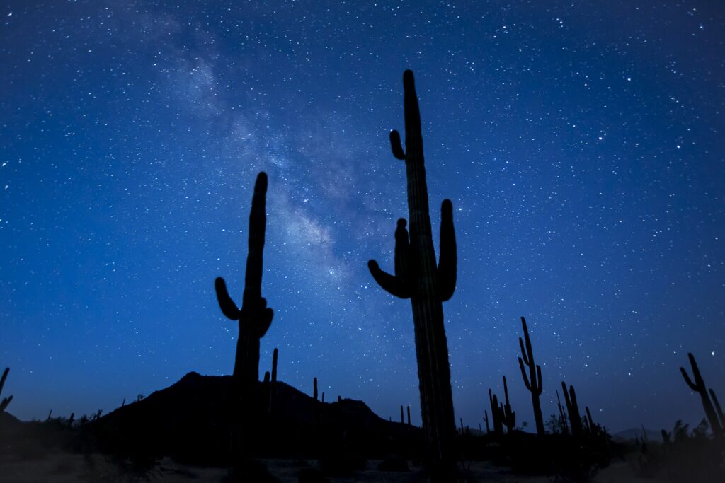 Saguaro cactus in the Sonoran Desert southwest of Phoenix