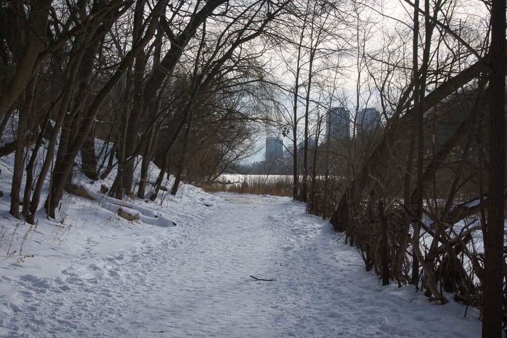 Snow-covered path in High Park, Toronto, in winter