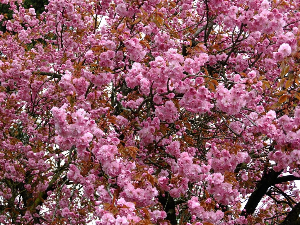Cherry blossoms lining a Vancouver street in spring